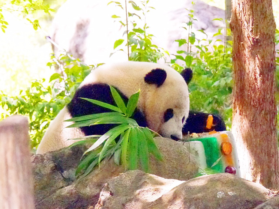 華府國家動物園人氣母熊貓「寶寶」，明年初將返中國熊貓基地。（圖／聯合報系資料庫；記者胡毓玲攝影）