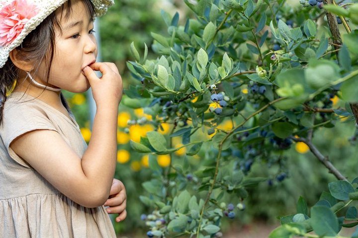 ▲7月上旬～9月上旬為藍莓季，能夠安排體驗採藍莓。　圖：小諸觀光局／來源