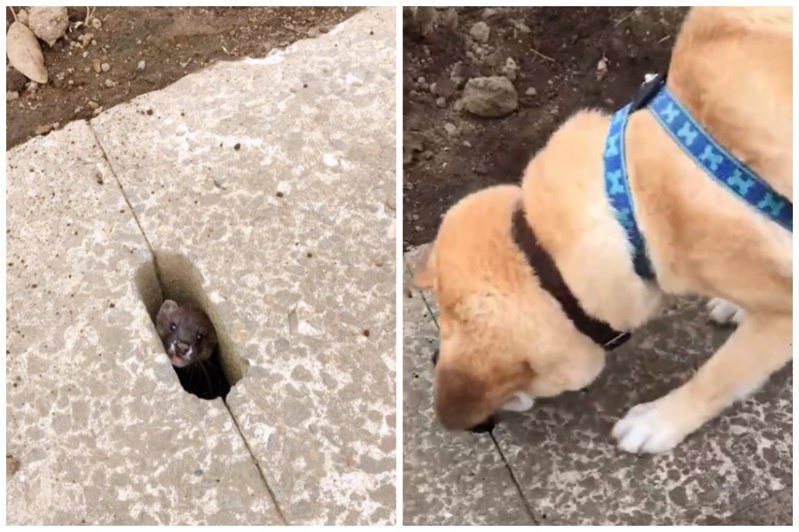 狗狗被水溝裡的鼬獾嚇到。圖取自推特
