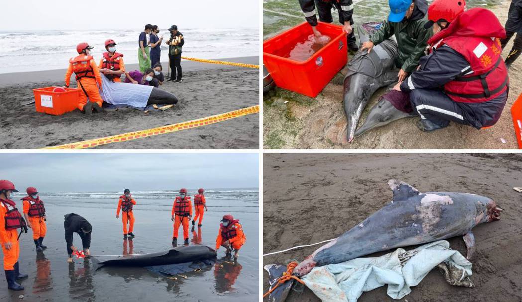 中華鯨豚協會成立至今 25 年，長期投入鯨豚擱淺救援工作。 圖片來源：中華鯨豚協...