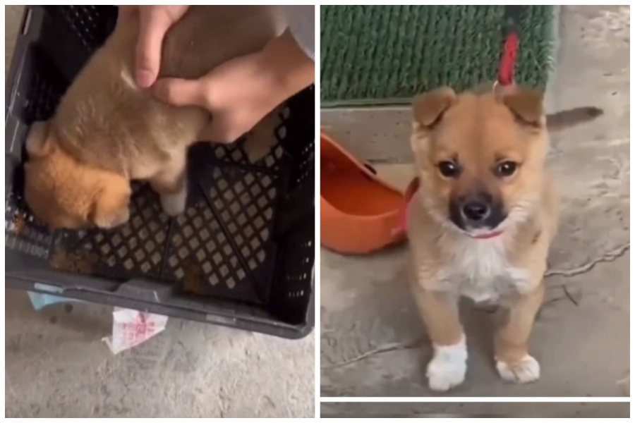 網友網購一隻狗狗以為是黃金獵犬，結果是土狗。圖取自微博