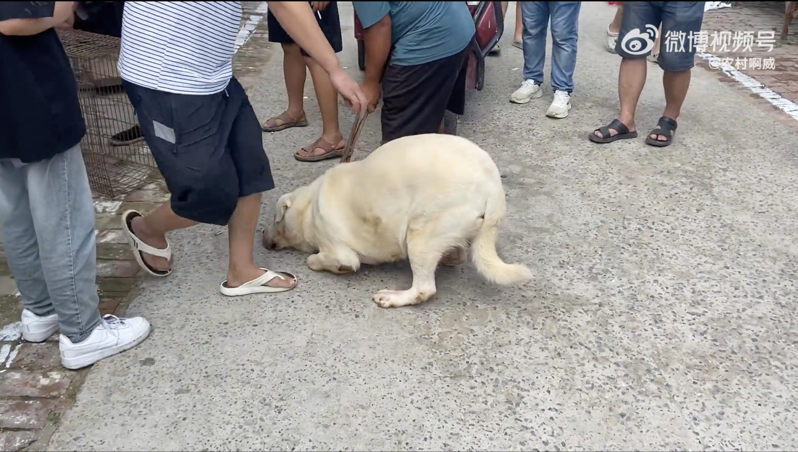 大陸一隻拉布拉多在被主人賣給狗肉販子時，當場下跪求饒。（截圖自影片）