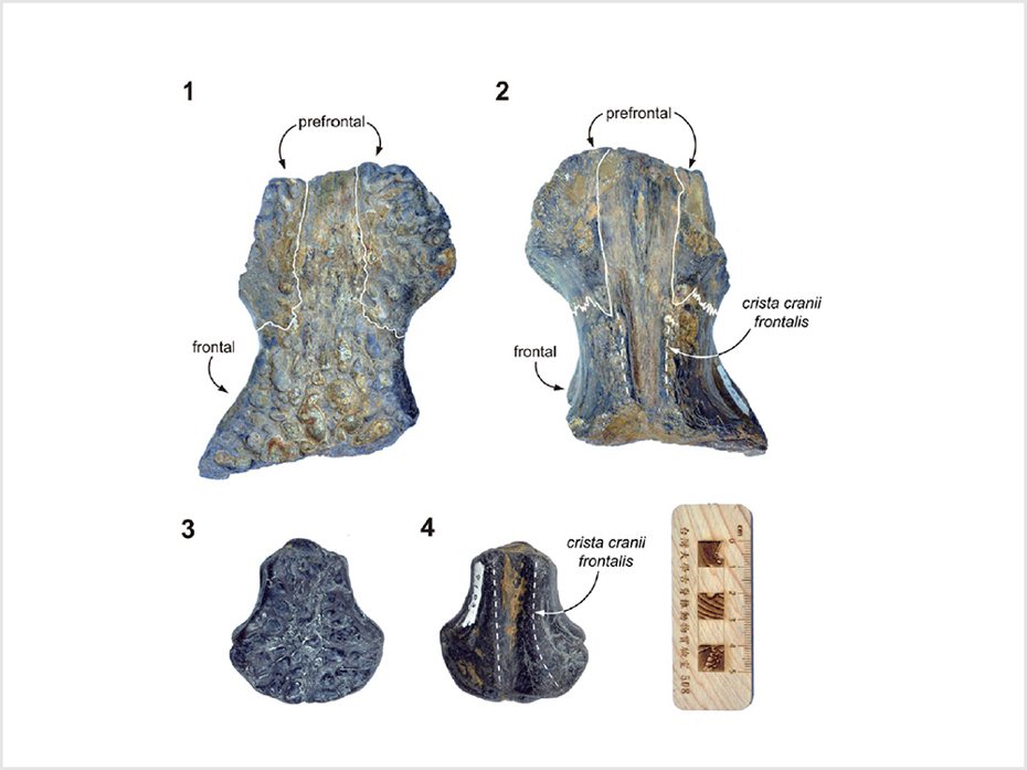 台灣豐玉姬鱷的模式標本與其部分頭骨的形態特徵。圖／台大提供，取自Cho and Tsai 2023最新發表台灣豐玉姬鱷研究文章。
