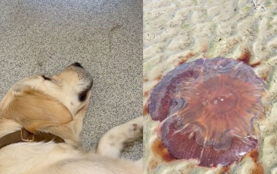 黃金獵犬「Poppy」遭「獅鬃水母」（Lion mane jellyfish）螫傷。（圖／翻攝自抖音 @itsrosieandharry）