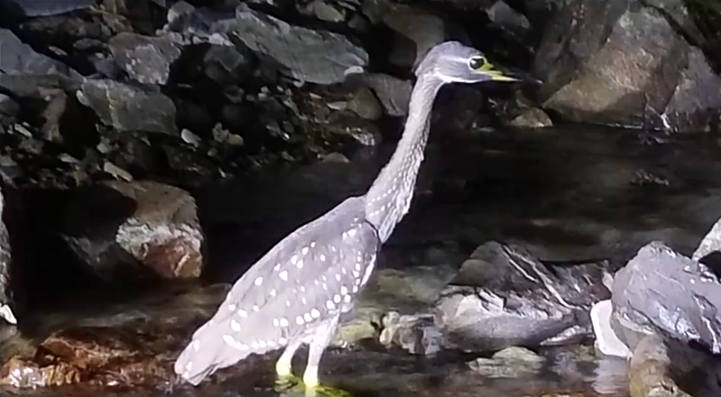 國家公園保護區一名巡護員在夜間巡查河岸時，看到一隻長脖子大眼怪鳥正在盯著自己看，一點也不怕人，他好奇的拿起手機拍下一段影片，諮詢過鳥類專家後發現這隻鳥竟然是「世界上最神秘的鳥」。 (圖/取自影片)