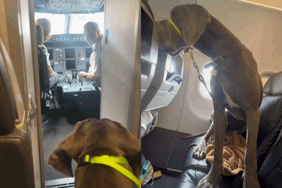 國外一名飼主帶著輔助犬大丹狗搭飛機，畫面意外掀起網友熱議。圖擷自Tiktok@gibbon1215