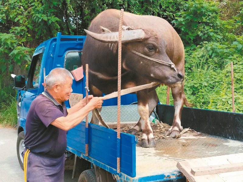 虎尾鎮最後一頭水牛「阿牛」，由牛主人黃松勇送進土庫鎮水牛安養中心。記者蔡維斌／攝影