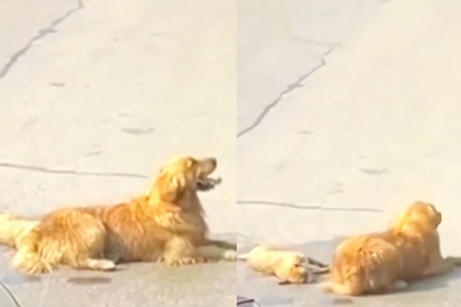 黃金獵犬媽媽在馬路上守在已經去世的孩子身旁。（圖／翻攝自微博）