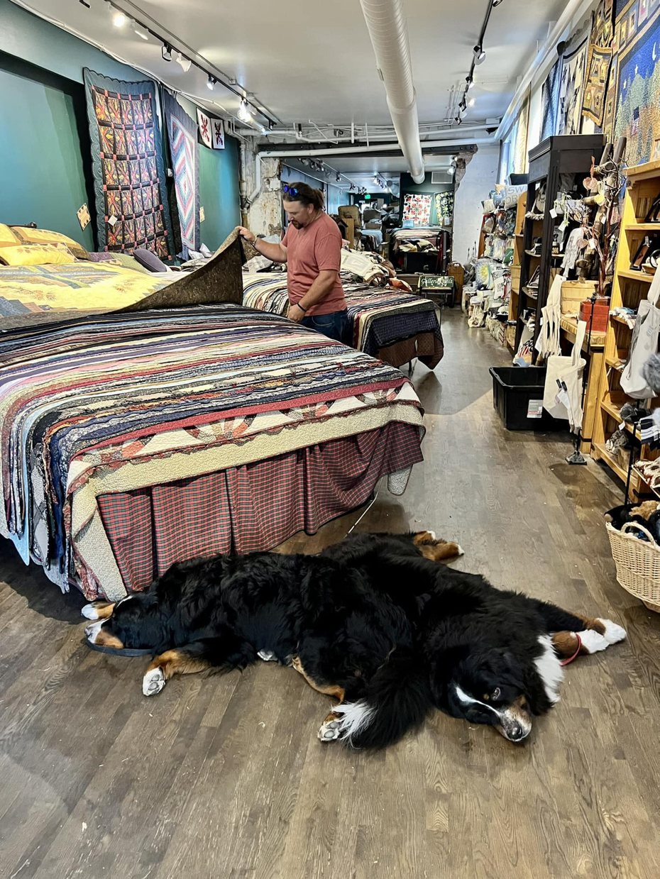 兩隻伯恩山犬躺在地上，不仔細看還以為是地毯。圖擷自臉書/Dogspotting