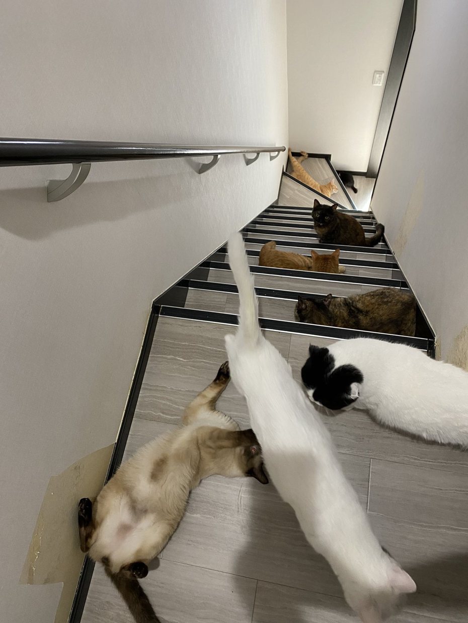 一名飼主想下樓梯，卻發現通道早已被貓咪占滿。圖擷自@22nekosan