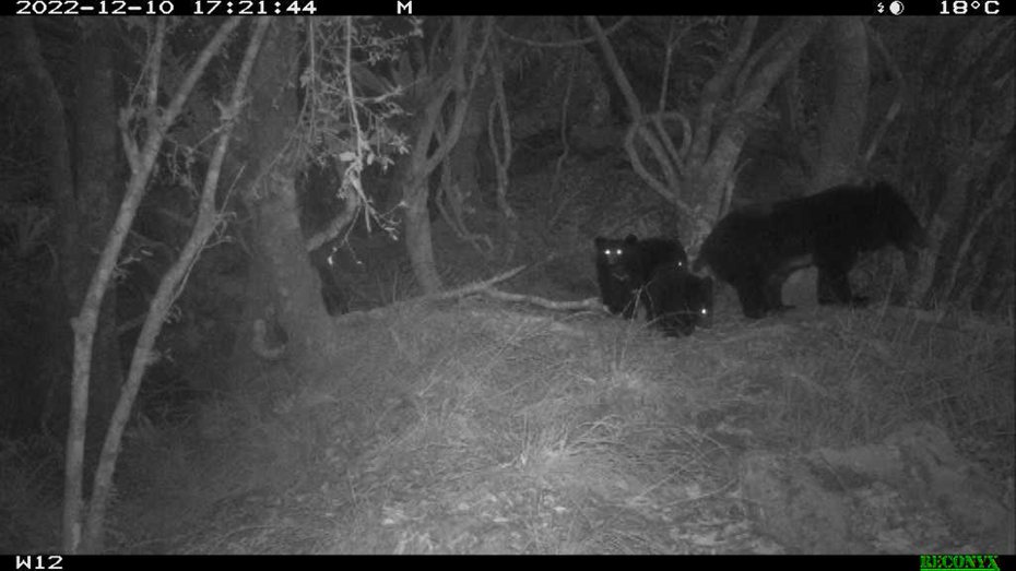 玉山國家公園至今有7個相機點位記錄到不同8組母熊帶小熊的家族，小熊1-3隻不等。一組母熊帶3隻幼熊的影像，也是台灣黑熊目前唯一的曝光紀錄。圖／取自「玉山國家公園」臉書粉專