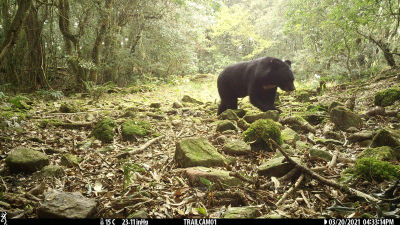 玉山國家公園目前是全台灣唯一有明確數據支持台灣黑熊族群正在擴張增長的區域。圖／取自「玉山國家公園」臉書粉專
