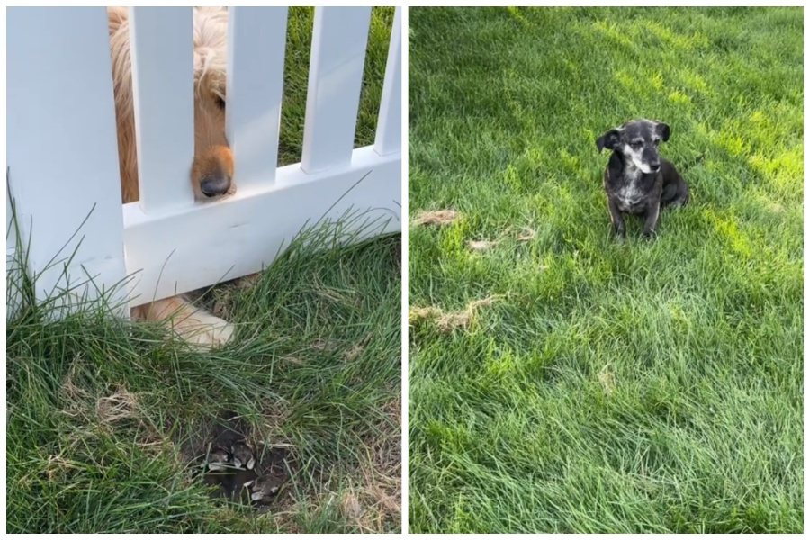 狗狗在後院發現一窩兔子。圖取自抖音