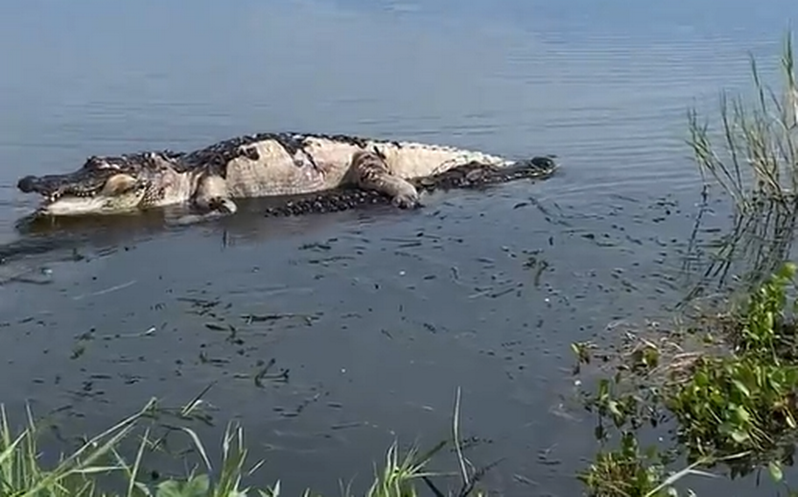 一名女子開車跟朋友經過湖邊，發現一隻死掉且屍體腐爛的鱷魚浮在水面上，他們靠近觀察時發現鱷魚竟然還魂動了起來，讓兩人都嚇了好大一跳。 (圖/取自影片)