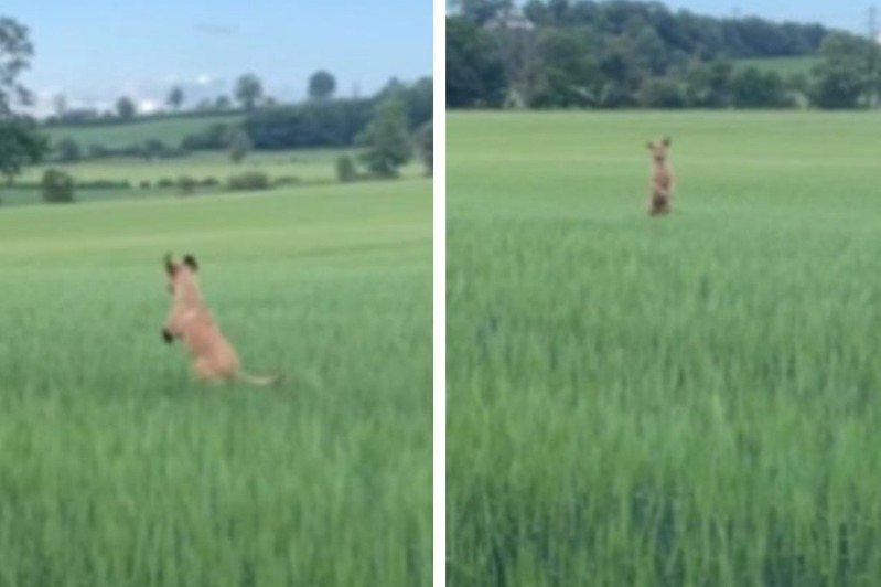 最近一段短片在網路上瘋傳，有民眾目擊到一隻袋鼠竟跳到田裡面瘋狂蹦跳，每跳一次大概可以往前約2米的距離，驚人的蹦跳能力讓人嘖嘖稱奇。 (圖/取自IG)