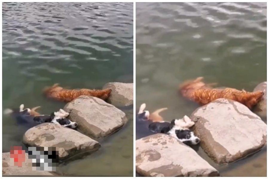 飼主帶愛犬到河邊游泳，驚見牠們癱軟躺在岸邊以為溺水身亡。圖取自微博