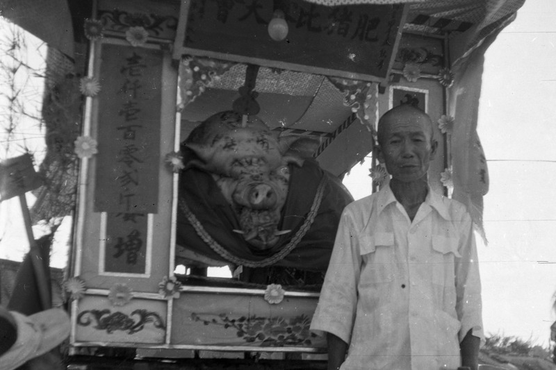 1957年8月15日，高雄市「第八屆肥豬比賽評獎大會」中，農戶陳安養的大肥豬，創下了1102台斤的新紀錄。圖／聯合報系資料照片