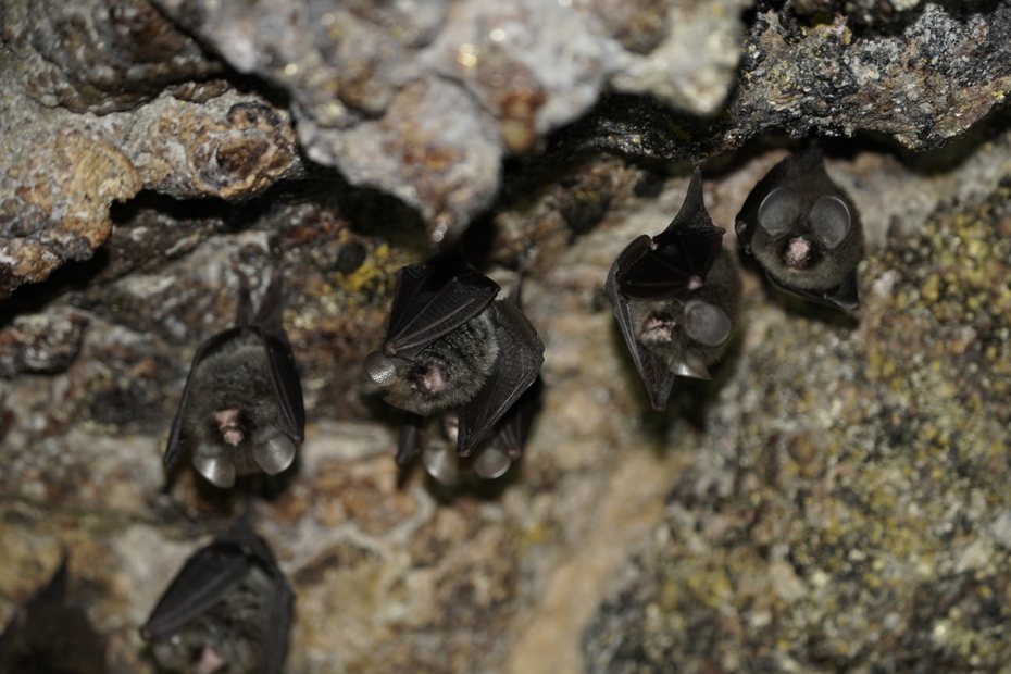花蓮豐濱鄉月洞遊憩區有許多蝙蝠棲息，研究團隊發現保育類台灣無尾葉鼻蝠。圖／豐濱鄉公所提供