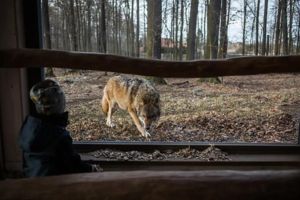 已在德國絕種超過一個世紀的野狼重新現蹤，現在德國境內有130群狼，總數約1300隻，對牧場和一般民眾造成威脅。圖／紐約時報