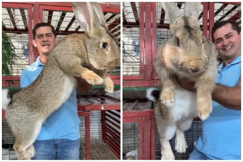佛蘭德巨兔體型堪比一隻中大型犬。圖取自微博