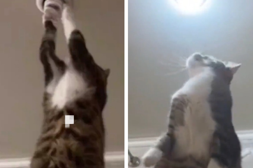 一名網友家中房間燈泡壞掉了，只見他飼養的寵物貓靈活跳上衣櫃，伸手轉了轉燈泡，沒幾秒的功夫立刻修好了，喵師傅手藝精巧到讓上萬網友看傻。 (圖/取自影片)