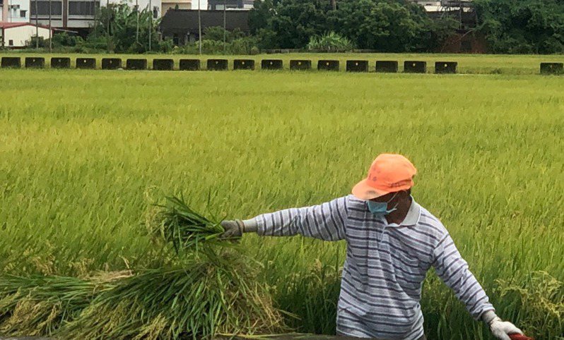 國人稻米消費量驟減，種植面積減少有限，導致公糧稻穀保價收購的數量與金額均相當可觀。本報資料照
