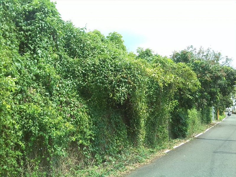 小花蔓澤蘭危害龍眼樹及周邊圍籬，危害台灣農業經濟。圖／南投林管處提供