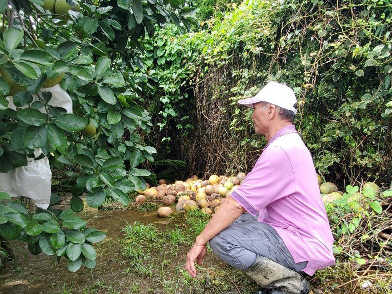 燕巢區柚子班班長韓仙法說，光是身旁這堆落果，損失就達10多萬元。記者王勇超／攝影