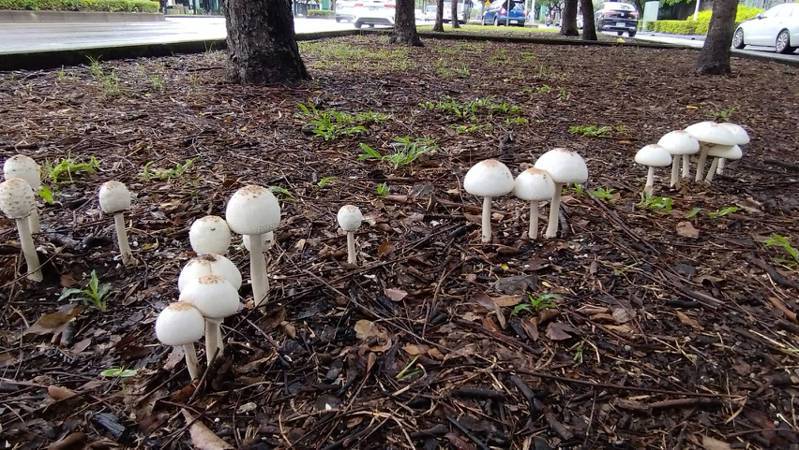 颱風過後，近來在高雄市區的公園草地上長出不少有菌菇，公園處人員前往查看，屬於有毒不可食用的的「綠褶菇」。記者王昭月／翻攝