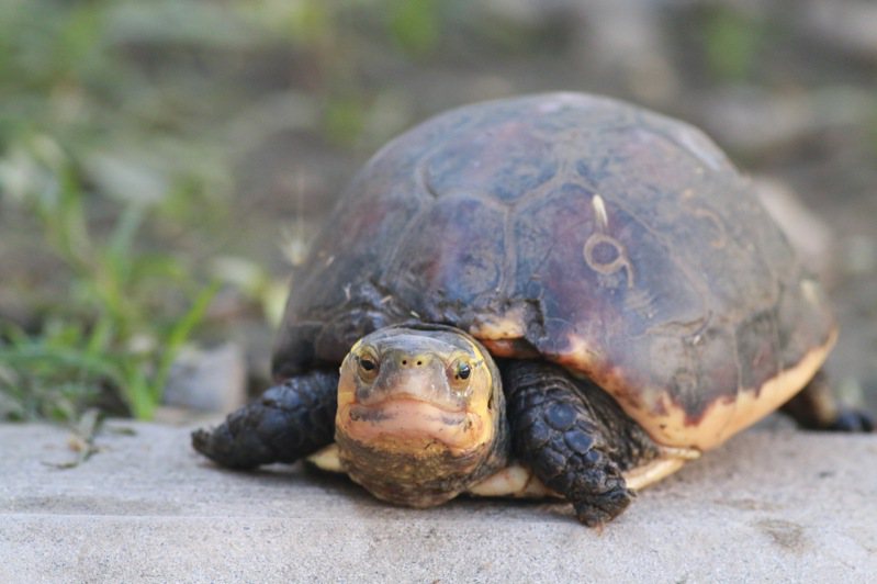 嘉義觸口龜類保育園區收容盜獵查緝或棄養的龜類，圖為外來種食蛇龜。圖／林業及自然保育署嘉義分署提供
