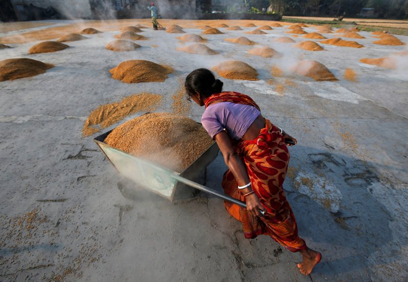 印度大城加爾各答市郊的一處碾米廠。除了限制稻米出口，印度也已限制小麥和糖輸出。（路透）