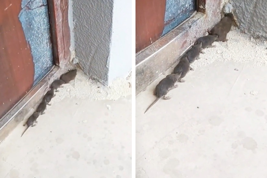 一名男子在住家院子角落看到恐怖的「鼠體蜈蚣」，有五隻老鼠串在一起高速狂竄，恐怖的模樣讓他直喊崩潰想殺掉，但有眼尖網友發現這並不是老鼠，集體為這五隻小生物請命，高喊不能打死。 (圖/取自影片)