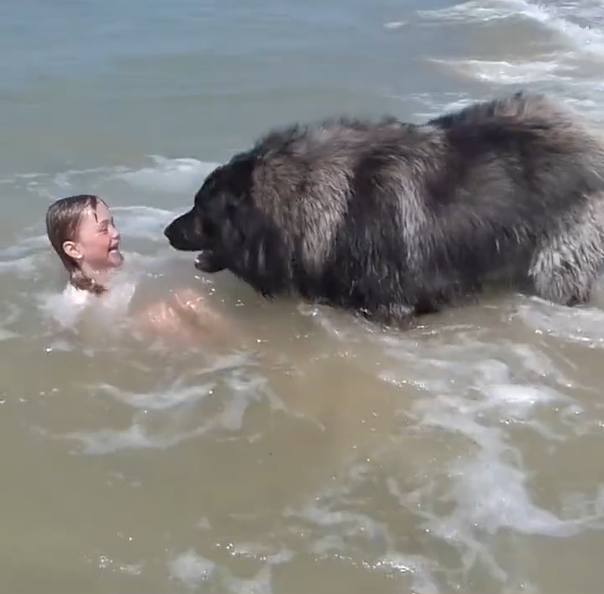 最近一段影片在網路上流傳，一名小女孩正在海裡玩耍，結果身邊卻出現一隻巨大的黑熊，不少網友紛紛熱議怎麼會有人把熊當寵物。 (圖/取自影片)