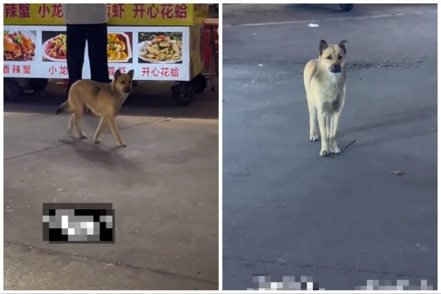 狗狗在街上四處遊蕩、委屈張望，讓網友心疼以為牠失去了家。圖取自抖音