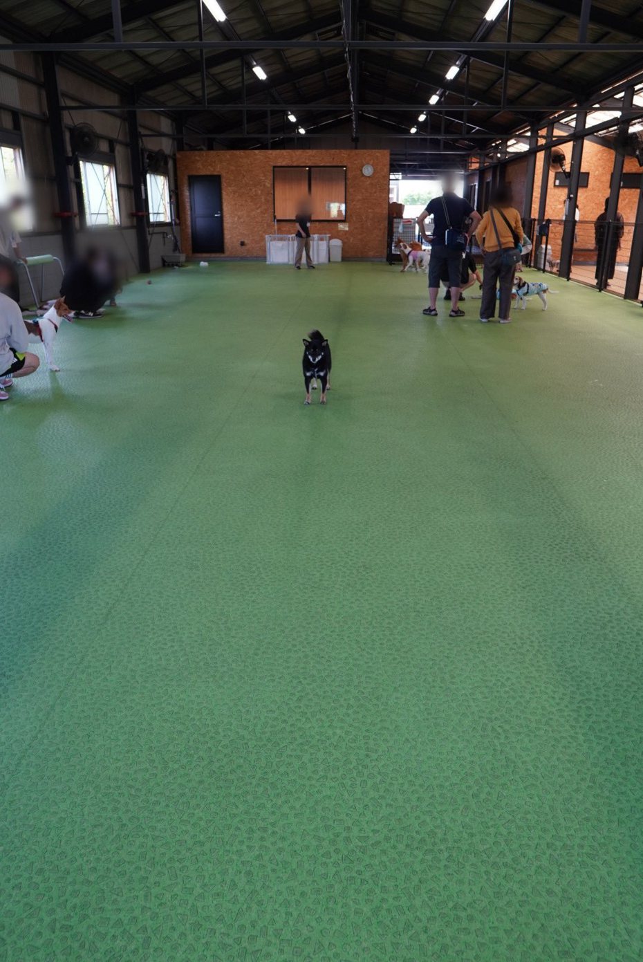 黑柴第一次到狗公園，四肢瞬間石化不敢動。圖擷自推特/@kuroshibapeko