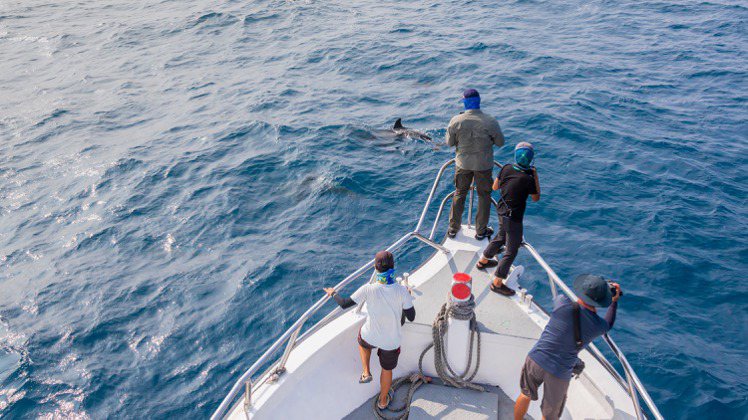 Seiko今年攜手黑潮海洋文教基金會，支援「海洋綠洲：東海岸鯨類保育計畫」贊助計畫，同時期望能為世界鯨豚留住珍稀棲地。圖／Seiko提供