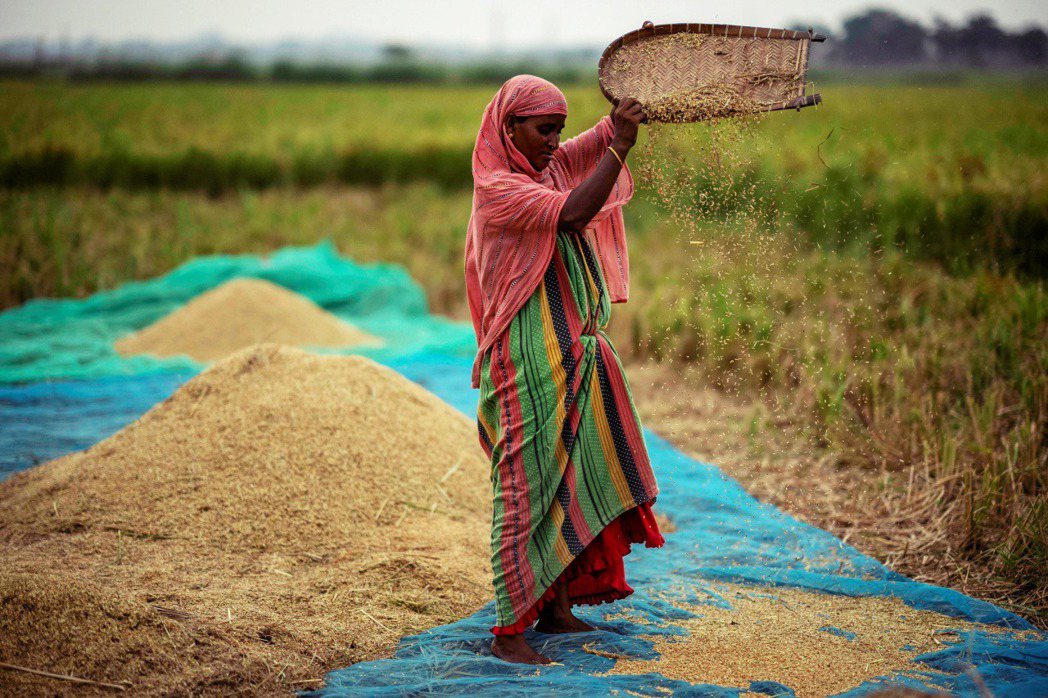 2023年6月，印度農民正在耕種。 圖／美聯社