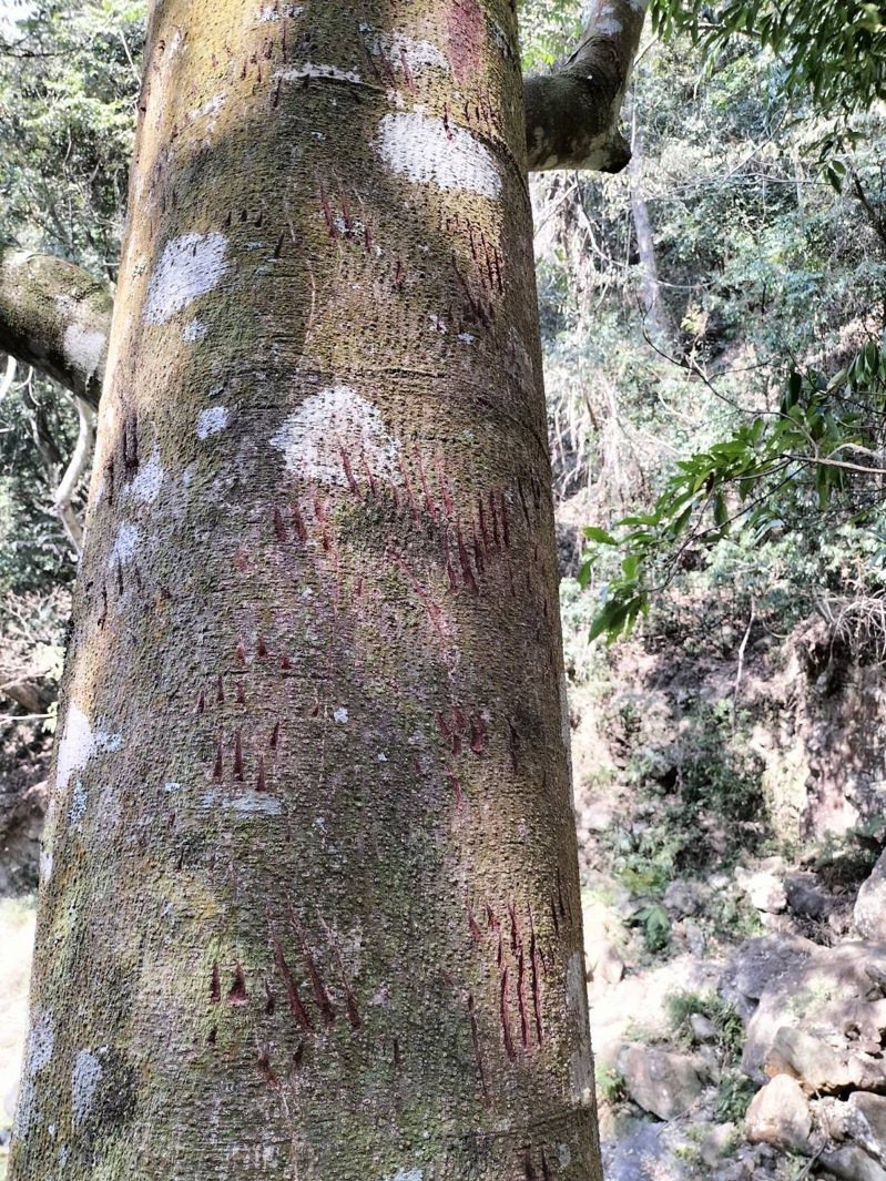 今年５月，桃山社區發展協會巡守員在巡守路線發現山麻黃有黑熊爪痕。圖／林業及自然保育署台中分署