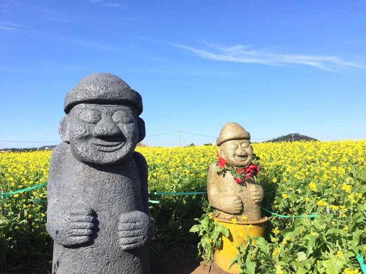 石頭爺爺與油菜花是濟州島的代表特色。圖／濟州觀光公社提供