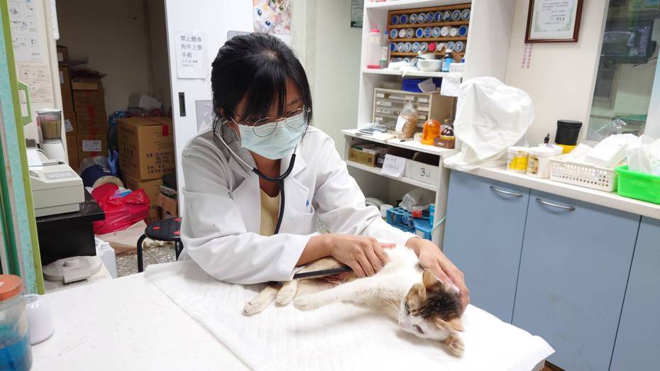 新北市一名愛貓飼主陳小姐日前帶愛貓到新北市境內動物醫院進行子宮卵巢摘除絕育手術。示意圖。圖／新北市動保處提供