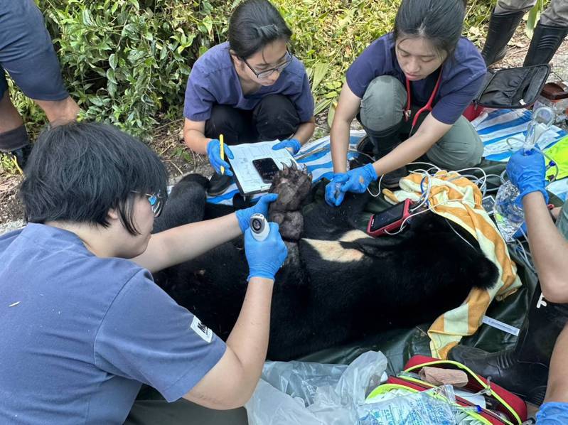 受困台灣黑熊經獸醫師吹箭麻醉，並由救援團隊以破壞剪剪斷鋼索後，現場完成初步檢傷及清創。圖／林業保育署台東分署提供