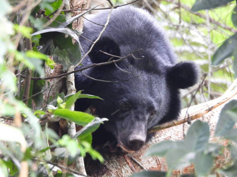 台東紅石部落山區1隻台灣黑熊誤觸套索陷阱，被發現通報獲救。圖／林業及自然保育署台東分署提供