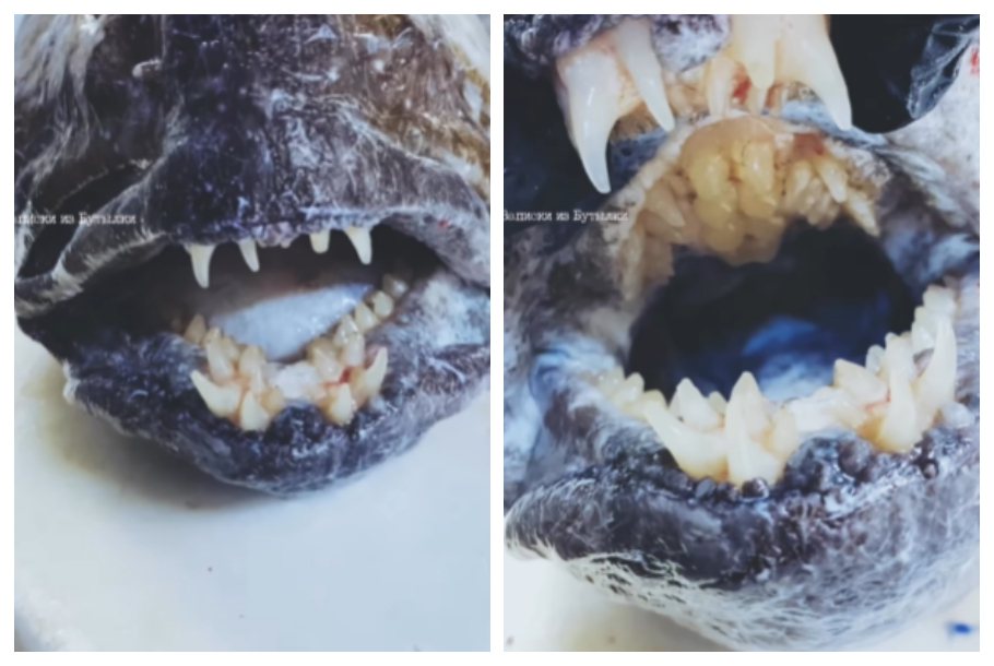 一名漁夫從深海釣起一隻怪魚，這隻魚乍看擁有人類的一排牙齒，沒想到掰開嘴巴往深處看去，嘴巴裡面完全被一堆牙齒佔據，大概有將近1百顆牙長在嘴巴所有角落，恐怖畫面讓身經百戰的漁夫嚇喊「根本是怪物」。 (圖/取自影片)