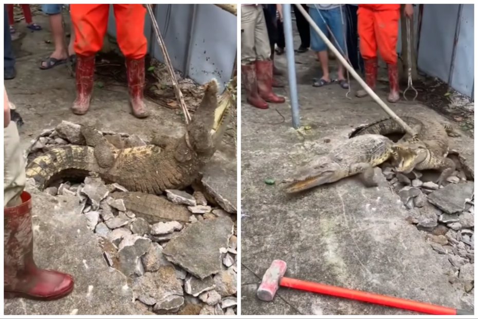 水泥地底下居然鑽出兩隻鱷魚。圖取自IG