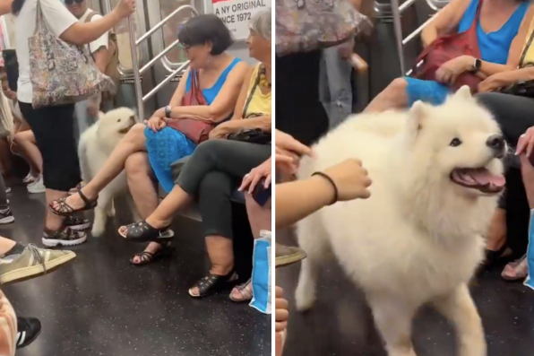 國外一隻薩摩耶犬在地鐵上展現超強魅力擄獲不少乘客的心。圖/翻攝自微博