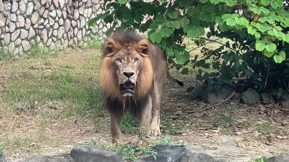 壽山動物園獅子會固定在動物園打烊前吼叫，園方公布吼叫影片說「系金A啦」，不是催趕遊客離開的音效。圖／取自壽山動物園臉書