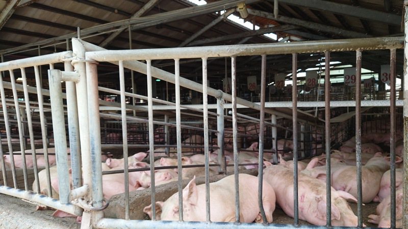 彰化縣肉品市場毛豬拍賣價格維持到每公斤均價90元以上的高檔。記者簡慧珍／攝影