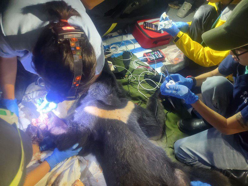 花蓮一隻台灣黑熊右前肢受困套索至少2天，經救援團隊在現場完成緊急醫療處置後，送至東部野生動物救傷中心暫留觀察。圖／林業保育署花蓮分署提供