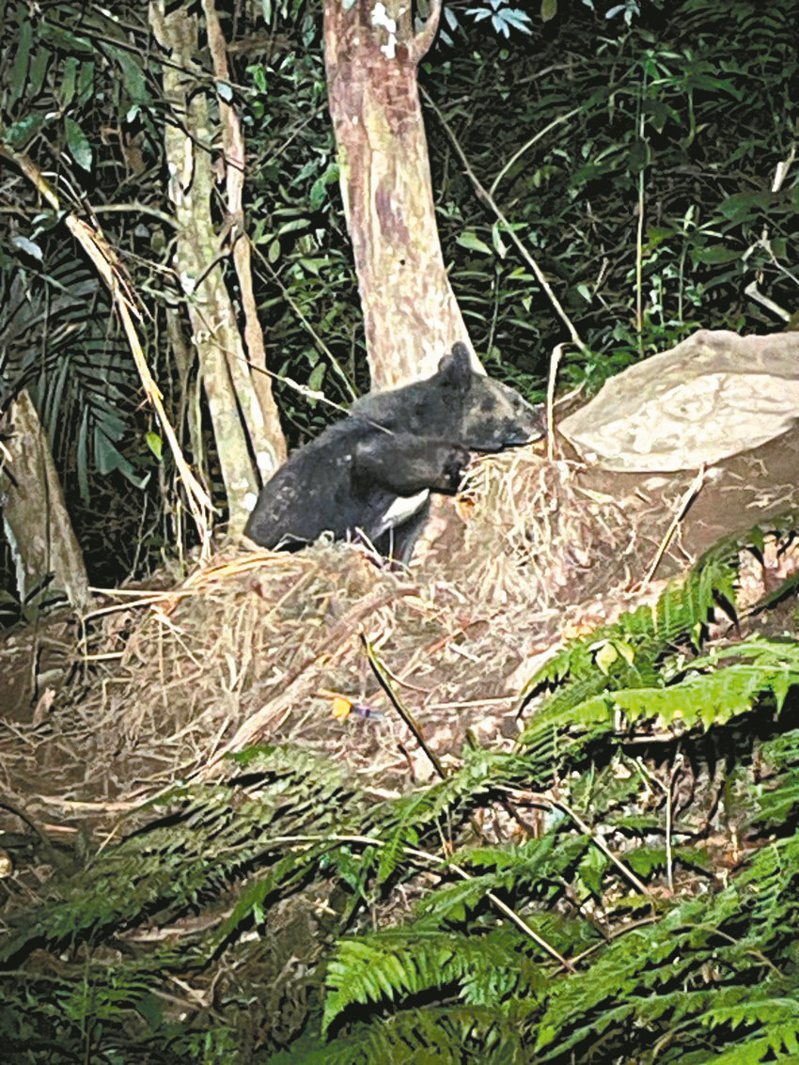 花蓮一隻台灣黑熊右前肢遭套索困住，卻位於偏遠山區不易救援，好在最後順利救下山。圖／林業保育署花蓮分署提供