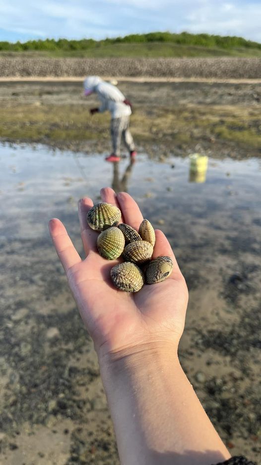 澎湖大姊走在佈滿生物碎殼的潮間帶，拿著細長鐵製探針一戳下去，起來就是一顆蛤蠣。 圖擷自臉書